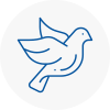 Bird Prevention Fife